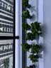 植男植女绿萝盆栽除甲醛新房绿植室内办公室吸甲醛净化空气植物源头直发 实拍图