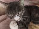 冠能猫粮成猫猫粮鸡肉味2.5kg 雀巢全价猫粮 稳固免疫 实拍图