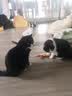 麦富迪 猫粮 barf霸弗生骨肉主食冻干双拼天然粮鲜肉营养无谷高肉高蛋白 鲜鸡肉成猫1.8kg 实拍图