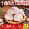 京鲜生河南杞县大蒜带皮新鲜干蒜 净重2斤单果5-5.5cm 源头直发包邮 实拍图