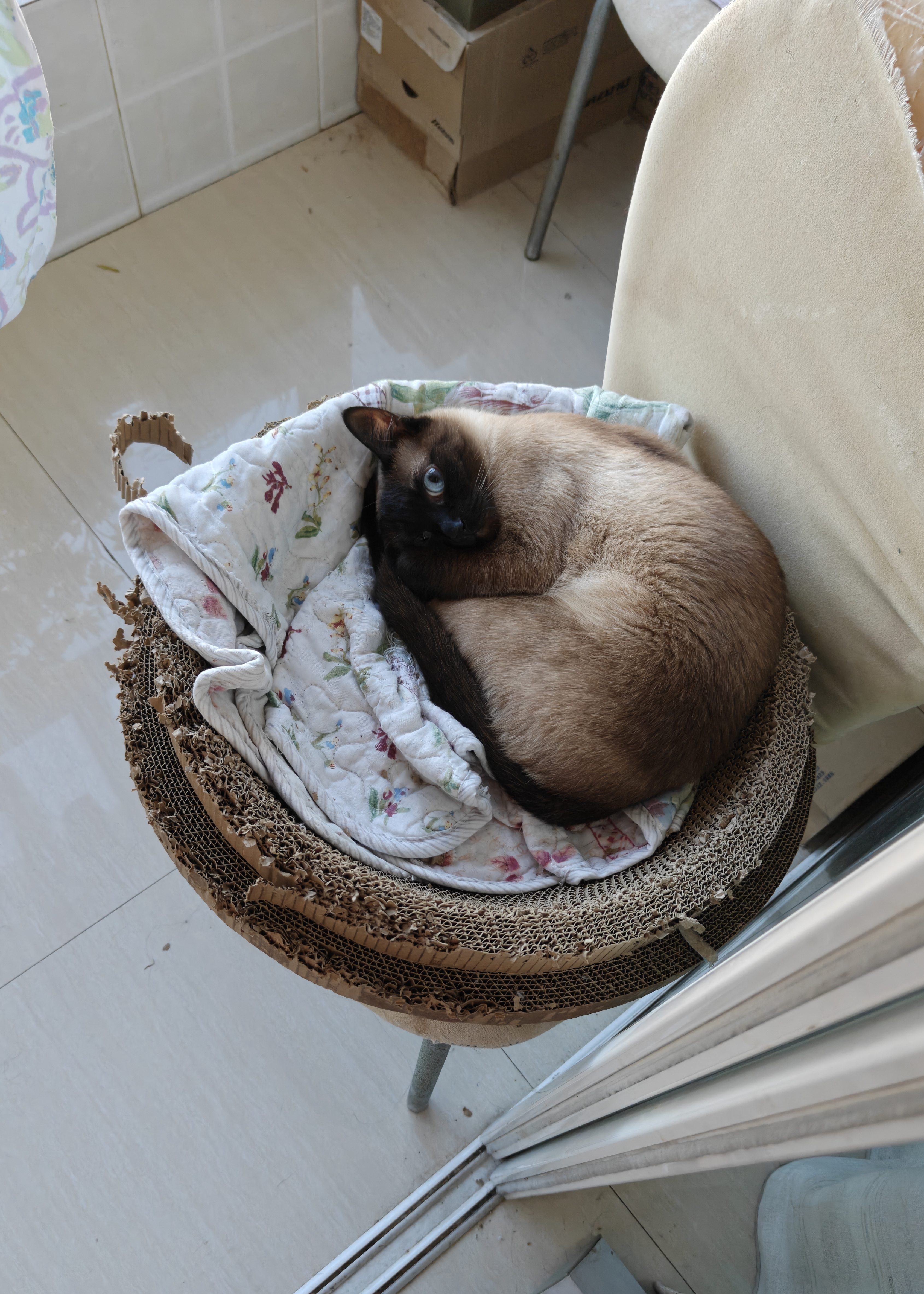 凯锐思天然猫粮成猫粮鱼肉海洋鱼全价猫粮成猫4斤 实拍图
