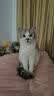 好主人金装好主人猫粮2.0 成猫幼猫蓝猫英短通用全价无谷冻干 【专研配方】金装幼猫粮2斤 实拍图