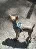 皇家狗粮 成犬狗粮 犬粮 宠物小型犬 PR27 全价犬粮≥10月2KG 实拍图