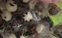 棵力果熊猫麦丽素巧克力豆 200g 约100包  休闲解馋 儿童学生糖果 实拍图
