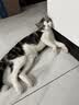 麦富迪猫粮 超肉粒冻干双拼幼猫粮免疫护肠胃 三文鱼2kg 实拍图