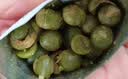 甘源牌蒜香味青豌豆青豆豌豆粒坚果炒货办公室休闲零食特产小吃豆豆285g 实拍图