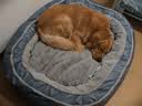 华元宠具（hoopet）狗窝保暖可拆洗中大型犬冬季狗床拉布拉多狗睡垫子宠物垫人类狗窝 实拍图