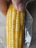 佳农内蒙黄糯玉米棒8袋*220g 真空锁鲜 源头直发 包邮 生鲜中秋送礼 实拍图
