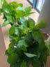 京东绿植绿萝盆栽除甲醛花卉绿植办公室新房净化空气180加仑4盆装源头直发 实拍图