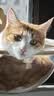 诚实一口P40全价猫粮成猫幼猫室内外80%鲜肉高蛋白益生菌养胃乳鸽味1.5kg 实拍图