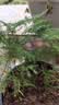 文竹盆栽绿植花卉盆景植物室内客厅水培文松云竹文竹大苗四季常青 小文竹【2棵更实惠】原土球发货 高度15-25cm 实拍图