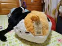婴果小岛正版趴趴猫咪抱枕小猫玩偶睡觉抱毛绒可爱公仔圣诞节生日礼物女生 花花小猫 50cm【正版联名】 实拍图