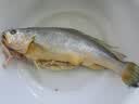 海名威 冷冻黄花鱼700g/2条装 宁德大黄鱼 海鱼 生鲜鱼类 海鲜水产 实拍图