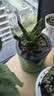 绿有意绿植盆栽多肉花卉盆栽植物室内桌面水培绿植办公室客厅植物懒人 辐射套装】芦荟+金钻+万重山 实拍图