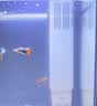 森森小鱼缸桌面超白玻璃鱼缸小型客厅家用水族箱白色ATF-200 实拍图
