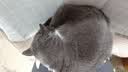 萌嘟星宠 猫抓板猫窝猫玩具猫沙发别墅立式带小球磨爪猫咪用品 猫耳朵款 实拍图