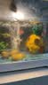 森森鱼缸增氧泵水族箱氧气泵LQE-50家用小型充氧泵3W单孔+全套配件 实拍图