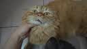 皇家猫粮 成猫猫粮 营养均衡 F32 通用粮 1-7岁 2KG 实拍图