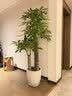 芙洛拉花园【2小时达】发财树绿萝金钱树散尾葵天堂鸟大型绿植室内开业乔迁 步步高发财树 实拍图