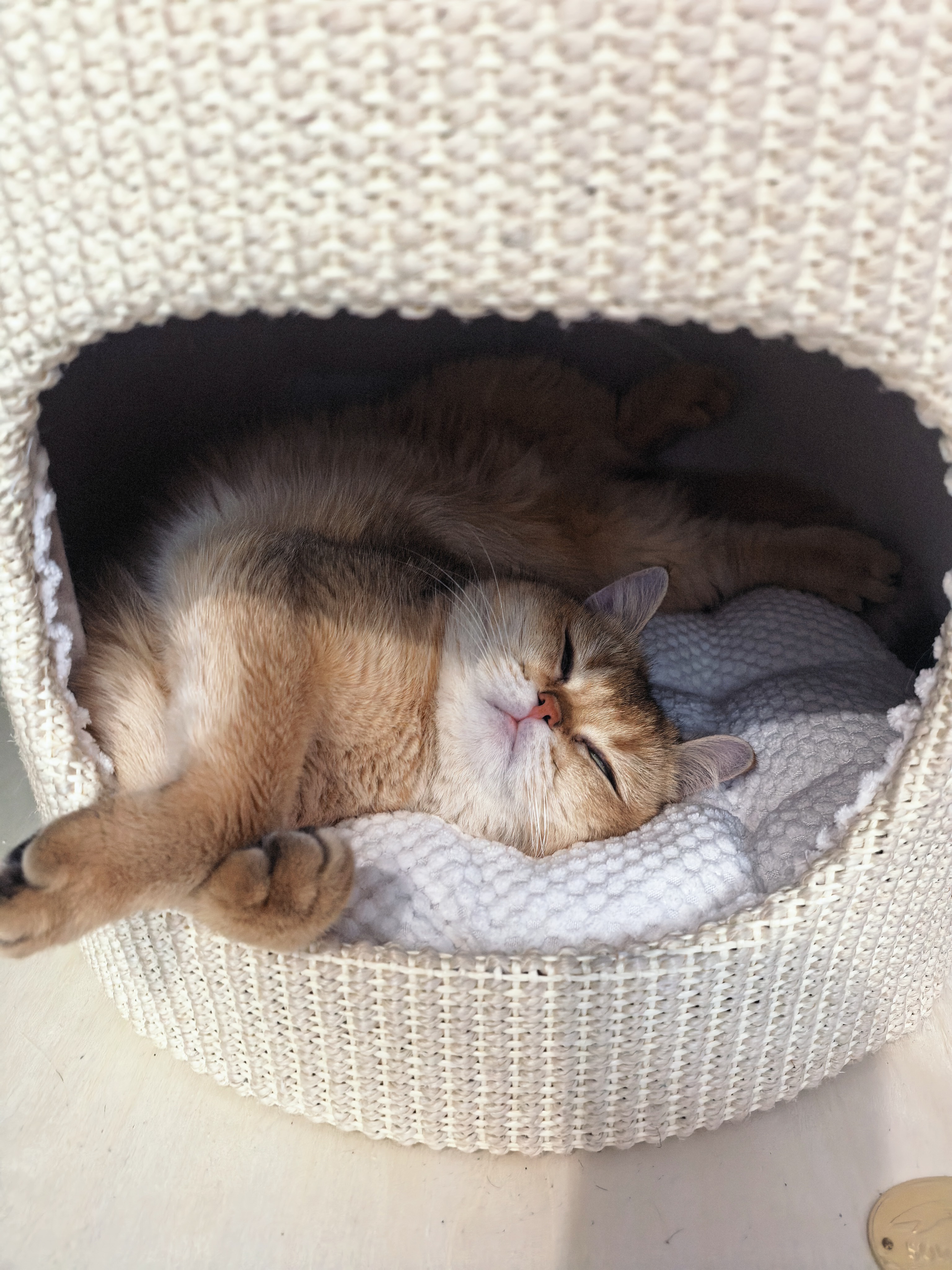 兽牌慕斯实木猫爬架不占地猫架猫窝剑麻猫抓板一体带太空舱冬季保暖 慕斯 无漆 | 四季垫 实拍图