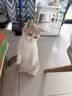 红狗化毛膏猫咪专用排除毛球维生素添加鱼油膳食纤维毛球症温和120g 实拍图