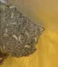 pidan混合豆腐猫砂 豆腐膨润土皮蛋猫砂除臭猫砂结团快 经典款2.4kg*4 实拍图