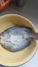 仙泉湖三去白蕉海鲈鱼1斤/条净膛刺少肉厚珠海特产500g海鲜水产生鲜食材 实拍图