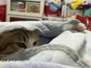 许翠花猫咪包外出便捷大容量轻便可折叠手提式猫包 实拍图