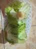 球生菜400g 实拍图