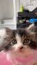 憨憨乐园猫玩具逗猫棒幼小猫猫咪磨牙玩耍耐咬互动自嗨玩具神器宠物用品 实拍图
