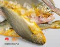 海名威宁德三去大黄鱼 对半厚切黄花鱼 净重700g/2片 海鲜海鱼 生鲜鱼类 实拍图