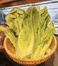 【烧烤季】钟灵山罗马生菜400g 实拍图