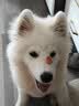 纽冠狗粮冻干20斤中大型犬成犬幼犬金毛拉布拉多边牧法斗全价10kg大包 实拍图