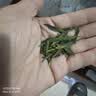 陈一凡龙井茶 雨前 新茶春茶浓香型 茶叶绿茶浙江龙井袋装250克 实拍图