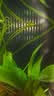 疯狂水草鱼缸过滤材料 8D生化棉 鱼缸过滤棉专用高密度净化鱼缸滤材超滤棉 实拍图