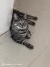 pidan经典混合猫砂 豆腐膨润土混合 3.6kg款8包装 实拍图