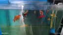 森森鱼缸增氧泵水族箱氧气泵LQE-200家用小型充氧泵4W双孔+全套配件 实拍图