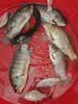 龙王恨鱼饵蓝鲫X5青春版腥香饵江河黑坑野钓鲫鲤草鳊鱼通杀综合钓鱼饵料 蓝鲫X5·饕餮盛宴(320g/包)*1 实拍图