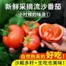 密农人家安心优选新鲜流沙番茄500g农家西红柿自然熟沙瓤酸甜爆汁时令蔬菜 1斤 流沙番茄500g 实拍图