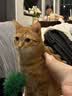 冠能猫粮室内成猫猫粮2.5kg 全价猫粮 添加膳食纤维 控制毛球 实拍图