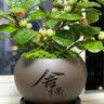 花翁小盼菩提盆栽带果盆景室内办公茶几桌面摆件中式禅意绿植源头直发 实拍图