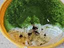 KINHISA抹茶奥奥碎千层蛋糕420g动物奶油6寸生日蛋糕点心甜品零食下午茶 实拍图