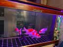 森森（SUNSUN）鱼缸水泵变频水泵潜水泵水族箱过滤器抽水鱼池过滤泵 新升级 38W变频/5档调节 缺水保护 晒单实拍图
