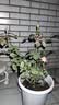 景郁春 JIRYUCUR玫瑰花苗特大花月季花苗绿植阳台盆栽蔷薇花苗戴安娜源头直发 实拍图