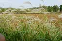 适马（SIGMA）30mm F1.4 DC DN Contemporary 半画幅 大光圈定焦镜头 微单人像直播（索尼E卡口） 实拍图