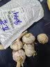 绞肉机小型打蒜器家用绞蒜切蒜器多功能辅食料理机电动蒜泥神器蒜蓉机自动切菜机压蒜器 宝蓝色- 0.26L （升级大电机） 实拍图
