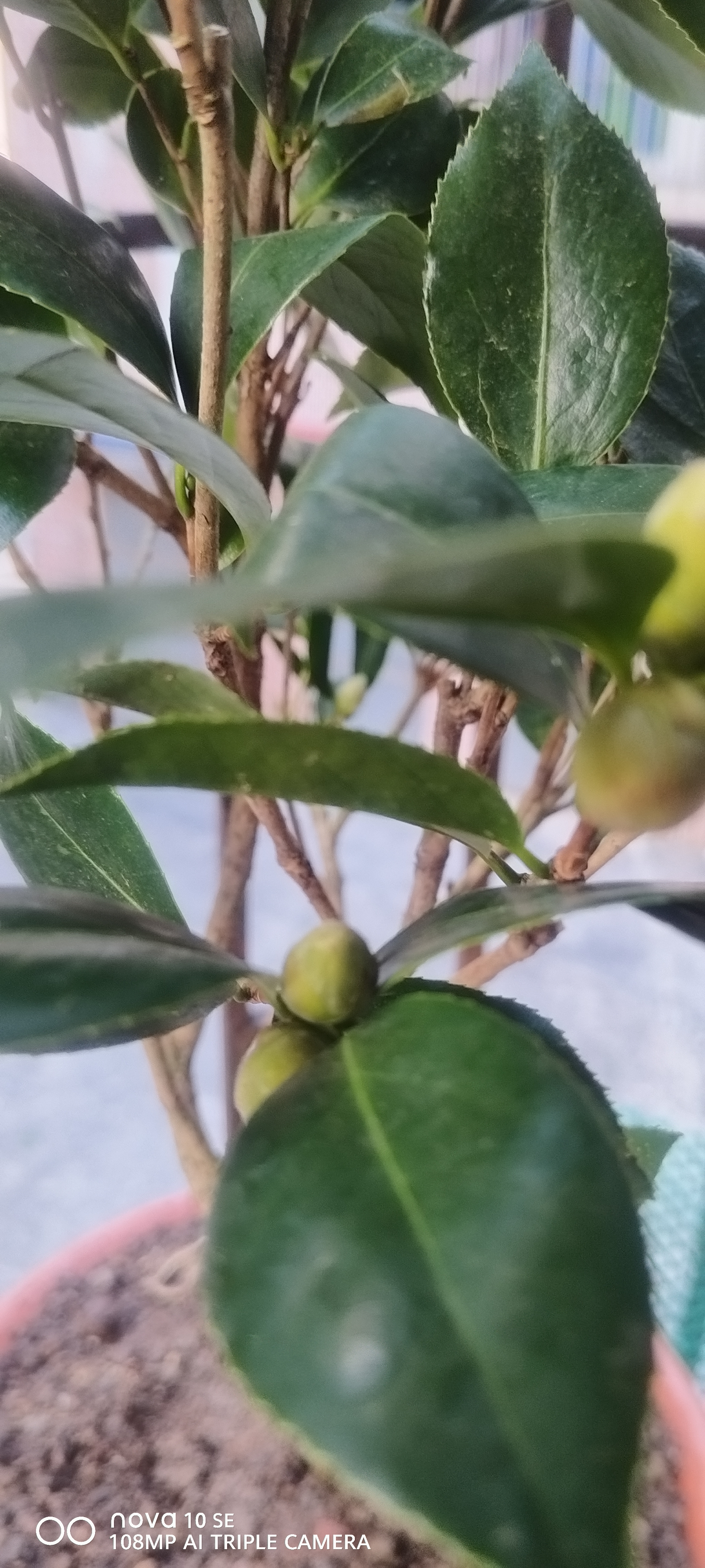 御卉阁茶花盆栽带花苞四季开花室内阳台好养浓香型山茶花树苗花卉绿植 五色赤丹(强力推荐) 5年苗花苞多多 实拍图