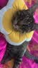 华元宠具（hoopet）猫咪伊丽莎白圈幼猫项圈宠物狗狗圈颈圈脖圈头套犬耻辱圈防舔头罩 实拍图