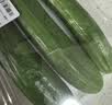 【水果菜】荷兰水果黄瓜约400g 实拍图