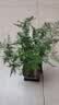 绿萝文竹九里香小叶赤楠禅意盆栽办公室桌面植物小盆景绿植花卉苗 文竹+舍得盆+方底托+青苔 实拍图